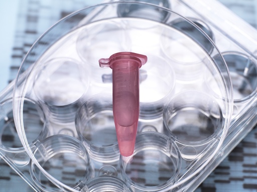 [GEN - BXP2102-cre] pHTS-Neo-CRE